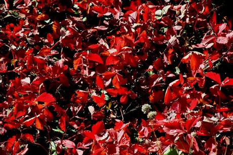 Quand l'automne met le feu à la nature...