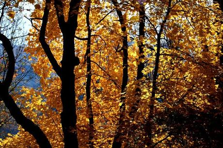 Quand l'automne met le feu à la nature...
