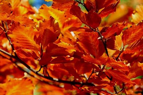 Quand l'automne met le feu à la nature...