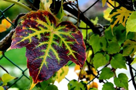 Quand l'automne met le feu à la nature...