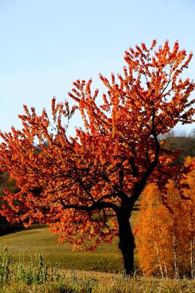 Quand l'automne met le feu à la nature...