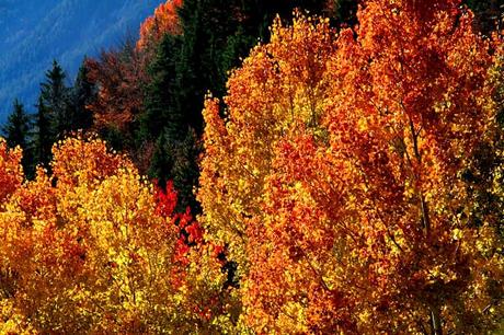 Quand l'automne met le feu à la nature...