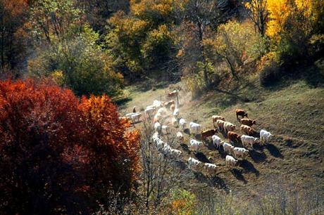 Quand l'automne met le feu à la nature...