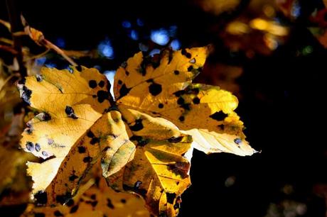 Quand l'automne met le feu à la nature...