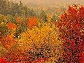 Automne emporte tag...:)