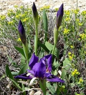 med-iris-sauvage-visoflora-3484.1258203909.jpg