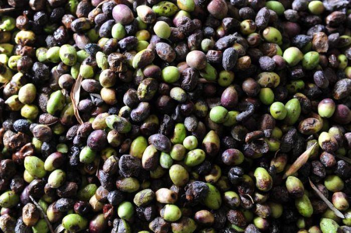 La récolte des olives