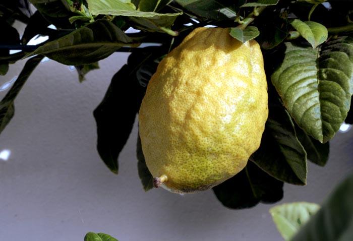Citron ethrog cédrat citrus médica