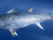 pitié pour thon rouge!