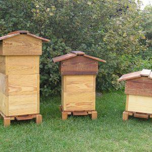 Ca pique les abeilles : l’ATS en vedette