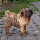 thumbs des shar peis fun015 Des Shar peïs Fun (49 photos)