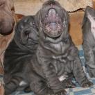 thumbs des shar peis fun002 Des Shar peïs Fun (49 photos)
