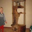 thumbs des shar peis fun038 Des Shar peïs Fun (49 photos)