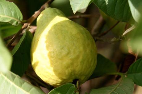 Goiaba branca goyave blanche guava withe
