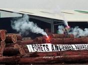 Bois illégal Greenpeace plusieurs portent plainte contre géant mondial bois