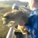 Svajunas Beniuk jette un chien d'un pont