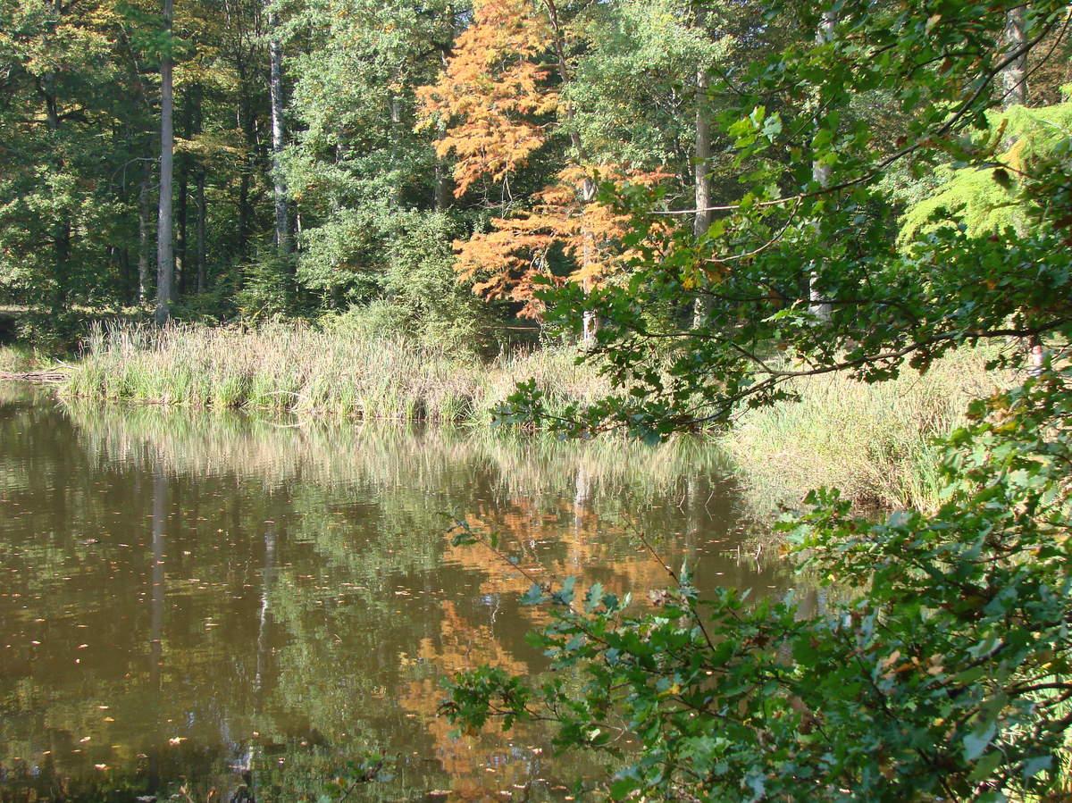 reflets et couleurs d'automne