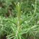 Romarin_plante_aromatique