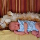 thumbs des chats fun009 Des Chats Droles (38 photos)