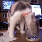 thumbs des chats fun010 Des Chats Droles (38 photos)