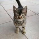 thumbs des chats fun012 Des Chats Droles (38 photos)