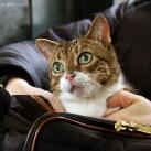 thumbs des chats fun013 Des Chats Droles (38 photos)