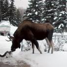 thumbs des chats fun014 Des Chats Droles (38 photos)