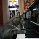 thumbs des chats fun017 Des Chats Droles (38 photos)