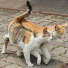 thumbs des chats fun018 Des Chats Droles (38 photos)