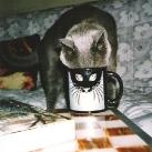 thumbs des chats fun019 Des Chats Droles (38 photos)