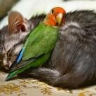 thumbs des chats fun020 Des Chats Droles (38 photos)