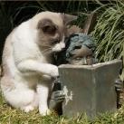 thumbs des chats fun021 Des Chats Droles (38 photos)