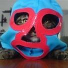 thumbs des chats fun023 Des Chats Droles (38 photos)