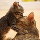 thumbs des chats fun024 Des Chats Droles (38 photos)