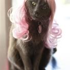 thumbs des chats fun026 Des Chats Droles (38 photos)