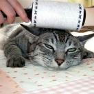 thumbs des chats fun027 Des Chats Droles (38 photos)