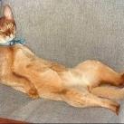 thumbs des chats fun028 Des Chats Droles (38 photos)