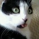 thumbs des chats fun029 Des Chats Droles (38 photos)