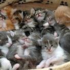 thumbs des chats fun030 Des Chats Droles (38 photos)