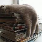 thumbs des chats fun031 Des Chats Droles (38 photos)