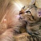 thumbs des chats fun032 Des Chats Droles (38 photos)