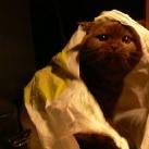 thumbs des chats fun034 Des Chats Droles (38 photos)