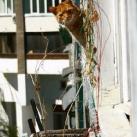 thumbs des chats fun035 Des Chats Droles (38 photos)