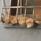 thumbs des chats fun036 Des Chats Droles (38 photos)