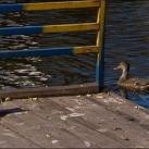 thumbs des chats fun037 Des Chats Droles (38 photos)