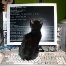 thumbs des chats fun002 Des Chats Droles (38 photos)