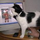 thumbs des chats fun003 Des Chats Droles (38 photos)