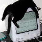 thumbs des chats fun004 Des Chats Droles (38 photos)