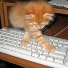 thumbs des chats fun005 Des Chats Droles (38 photos)