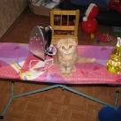 thumbs des chats fun006 Des Chats Droles (38 photos)